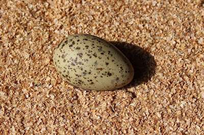 Zilvermeeuw - Sulvermiuw - Larus argentatus