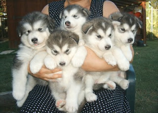 Cute Alaskan Malamute puppies Pictures