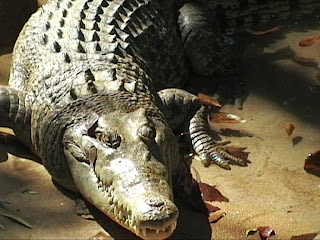 Crocodile Queensland Australia the Billabong sanctuary