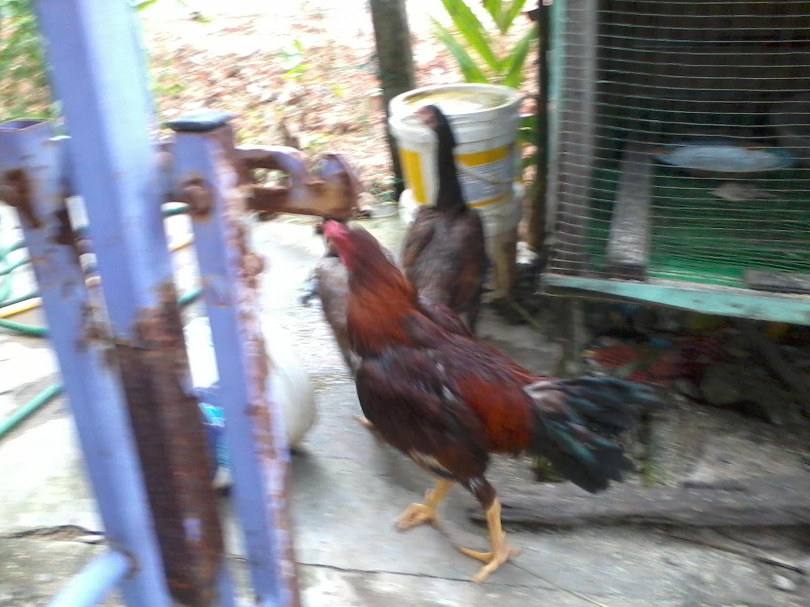 Pembiak Ayam  Ratu LHK dan SG Projek Ayam  kacukan pelbagai 
