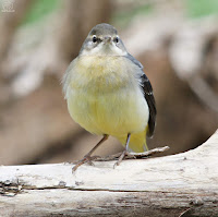 Lavandera cascadeña (Motacilla cinerea)