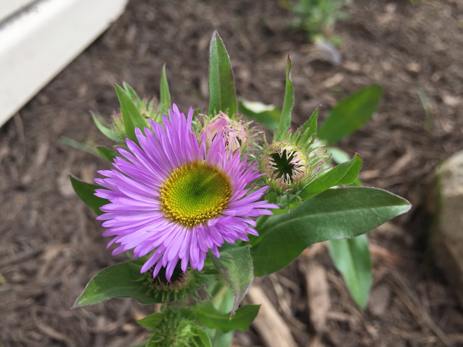 Erigeron speciosus 'Darkest of All' blooming