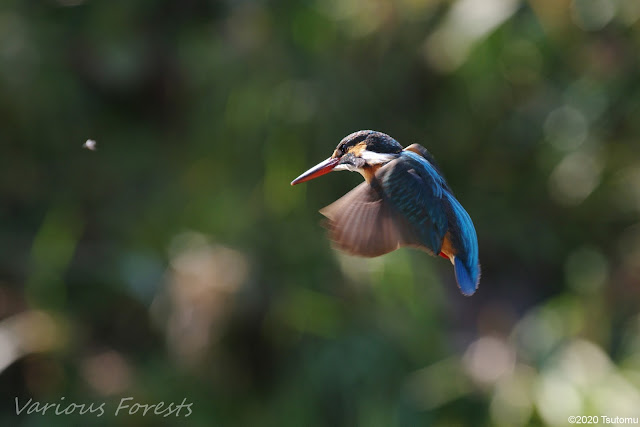 Kingfisher; hovering