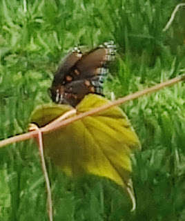 butterfly pix 2