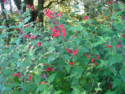 Salvia fulgens - Mexican scarlet sage care and culture