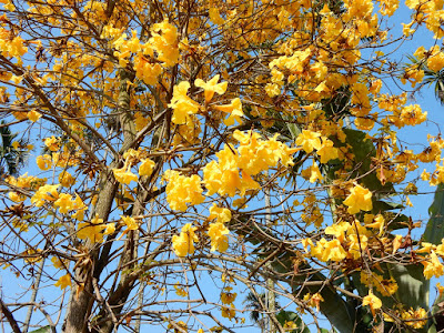 黃花風鈴木