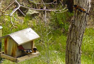 Black-headed grosbeaks at feeder.