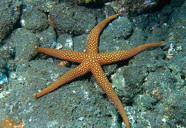 Contoh Hewan  Invertebrata  Jenis Porifera Lowongan Kerja 