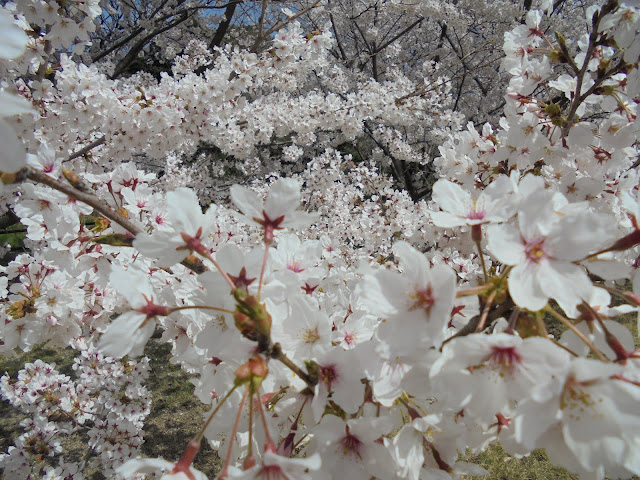こんな桜の開花を見るとカメラでの創作意欲もわきます