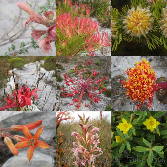 Slangkop flowers in March