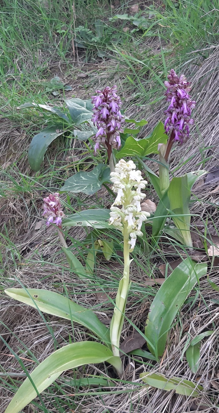 Himantoglossum robertianum