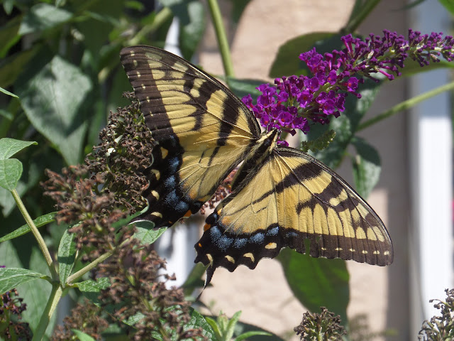 tiger swallowtail butterfly