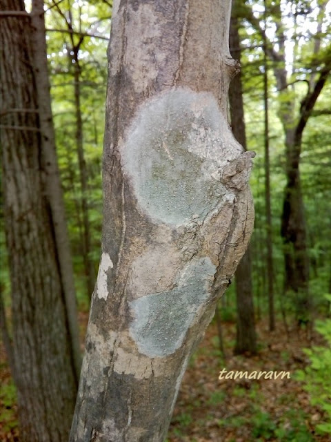 Клён ложнозибольдов (Acer pseudosieboldianum)