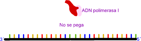 Importancia del cebador. Sin cebador la polimerasa de ADN no se acopla al templado para iniciar el copiado.