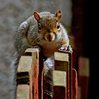 SIT ON THE FENCE