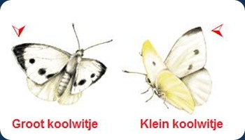 koolwitjes