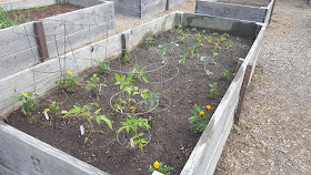 the 4x10 plot at the Franklin Community Garden