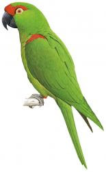 Thick billed Parrot