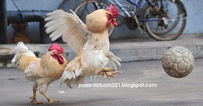 chicken soccer