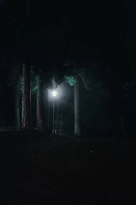 fog, scary, night, tree
