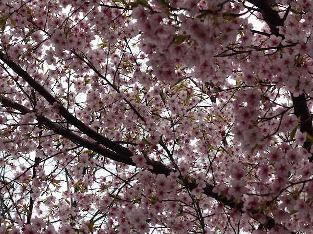 別所川渓流植物園　カワヅザクラ（河津桜）