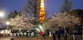 [写真] 東京タワーと桜☆増上寺と芝公園