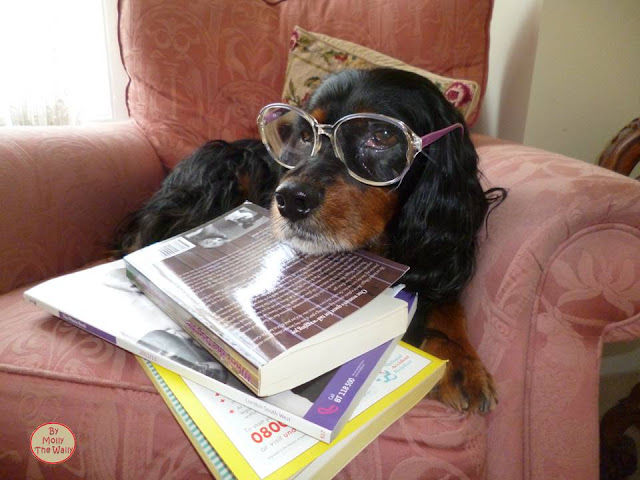 Molly The Wally Has A Read!