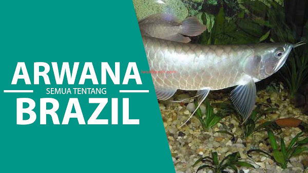 Sering Disangka Arwana Platinum: Ini Dia Ciri Lengkap Ikan Arwana Brazil