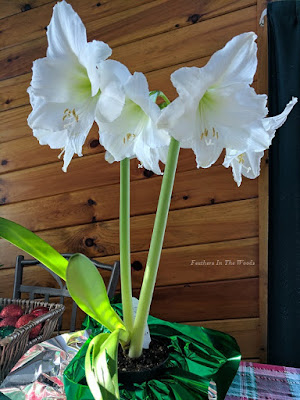 Christmas blooming flowers