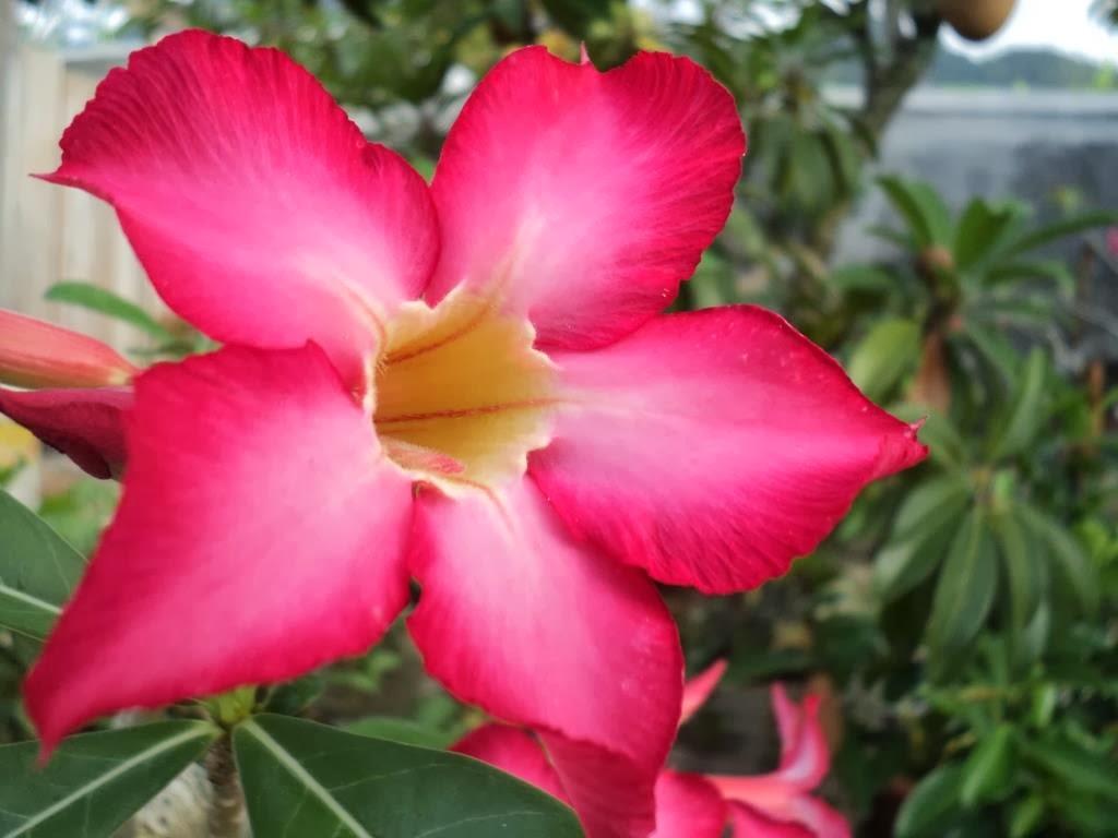 Red Plumeria or Frangipani or Bunga Kamboja Merah (Indonesia)