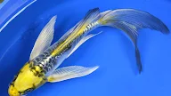 black butterfly koi Black butterfly koi