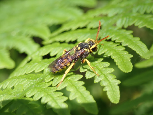 Nomada sp