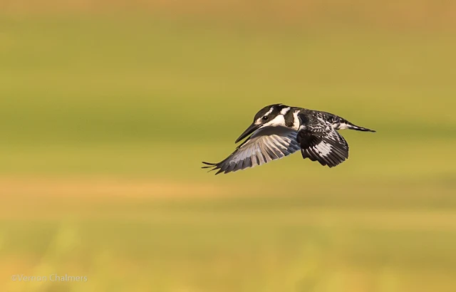 Starting out with Birds in Flight Photography - Pied Kingfisher: Canon EOS 6D / EF 70-300mm f/4-5.6L IS USM Lens