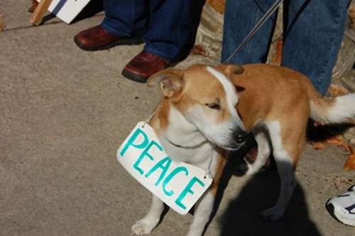 cute-pets-at-occupy-wall-street-23