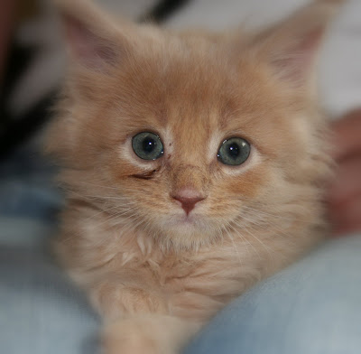 Maine coon kittens by eleda from flickr (CC-NC)