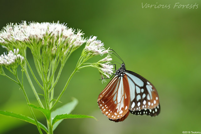 chestnut tiger butterfly