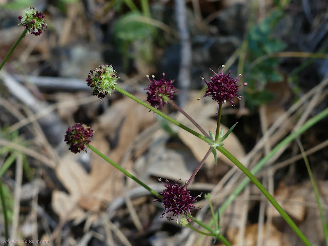 purple puffs of flowers