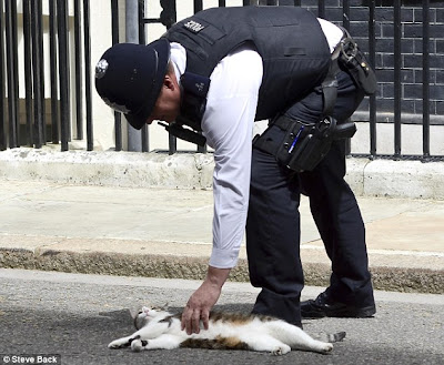 Larry, kucing milik perdana menteri Inggris, David Cameron, tengah tidur di jalan