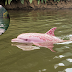 Pink Dolphin a Rare Treasure of the Amazon River