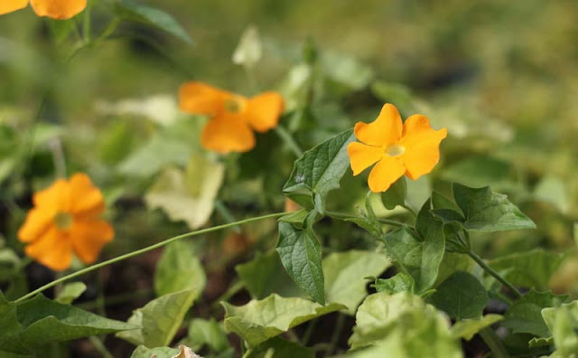 Black-Eyed Susan Vine Flowers Pictures