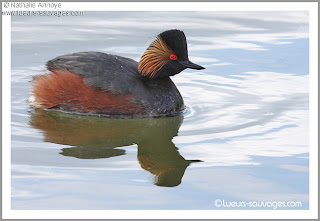 zampullin de cuello negro Podiceps nigricollis