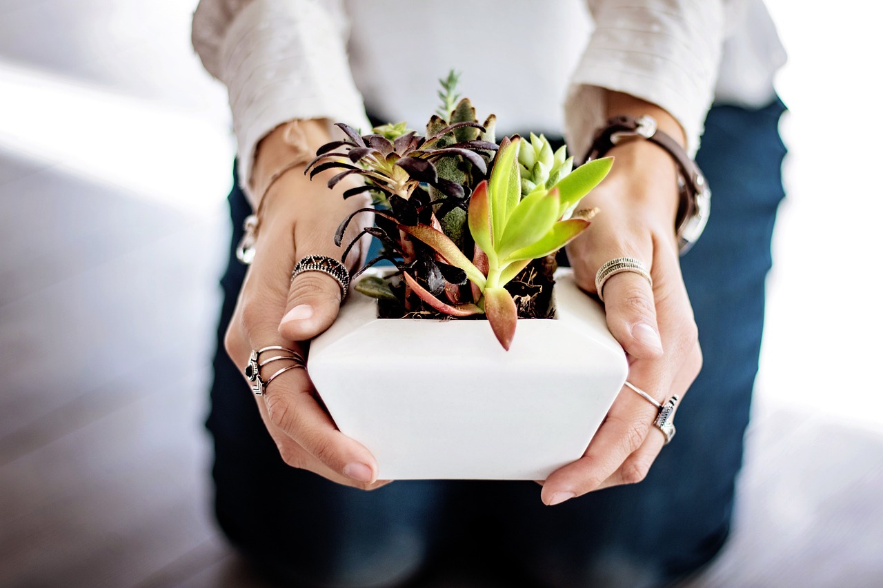 plantas para cultivar em casa