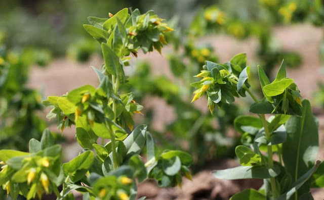 Cerinthe Minor Flowers Pictures