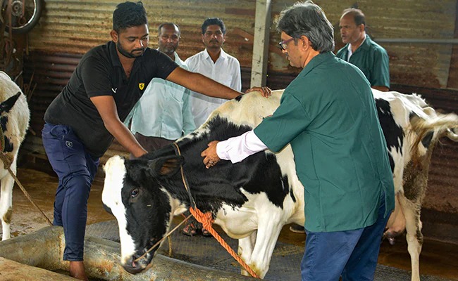 India Risks Renewed Lumpy Skin Disease Outbreaks by Ignoring Indigenous Vaccine, Say Experts