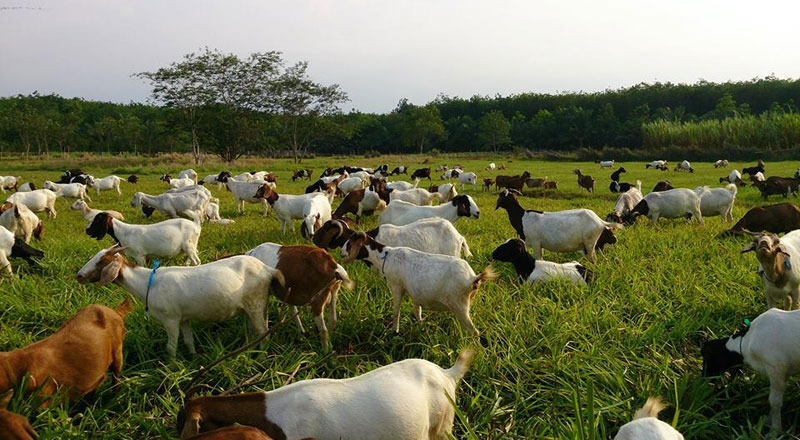 panduan lengkap peternak kambing