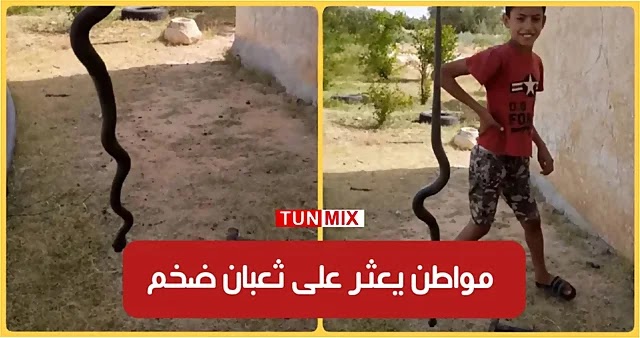 بالفيديو  القيروان  مواطن يعثر على ثعبان ضخم قرب منزله تفرجو شنوة لقيت