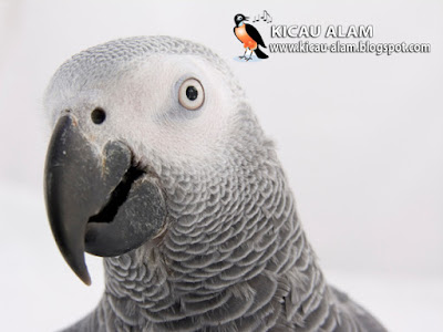 Daftar Harga Burung African Grey Parrot Tebaru 2015 