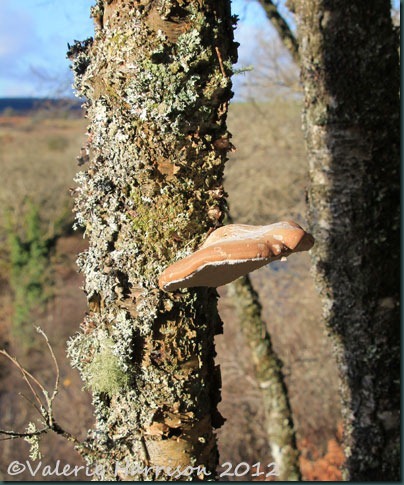 19-birch-bracket