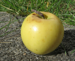 Yellow apple with a few small red-brown spots
