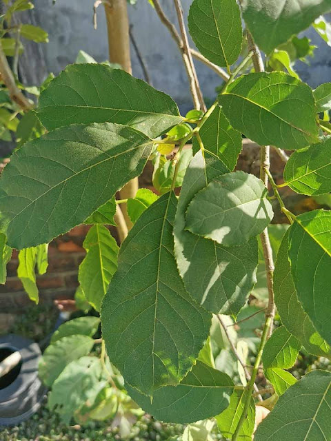 Ehretia acuminata